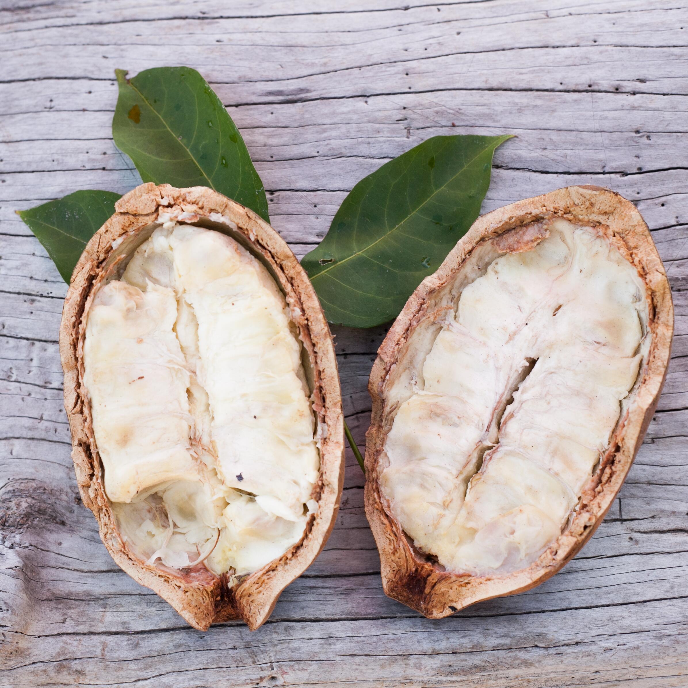 kl_cupuacu_active-ingredient_field_plant_2019 -14-